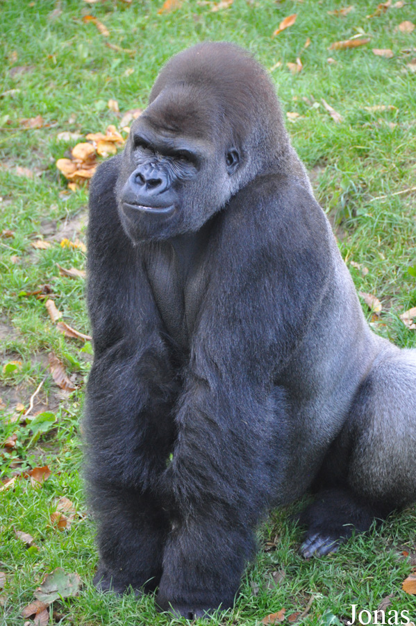 Gorilla gorilla gorilla