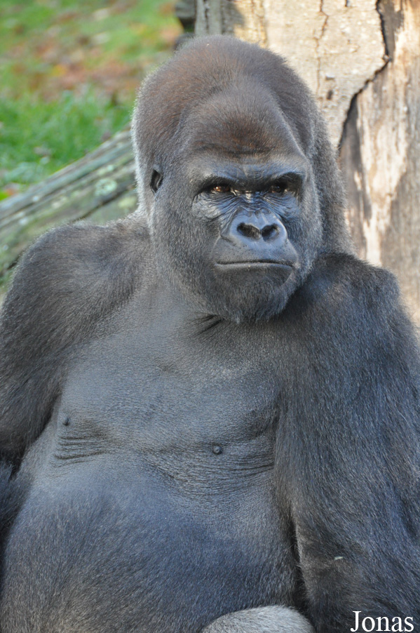 Gorilla gorilla gorilla