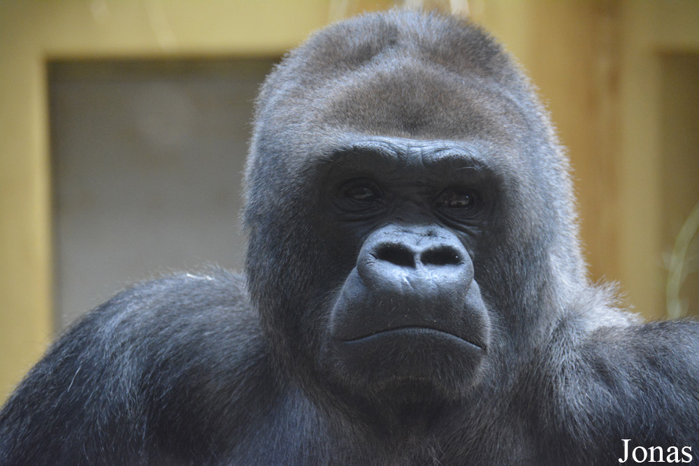 Gorilla gorilla gorilla