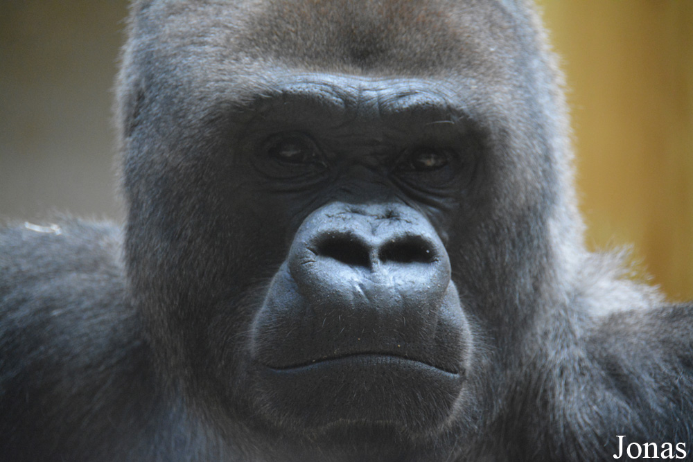 Gorilla gorilla gorilla