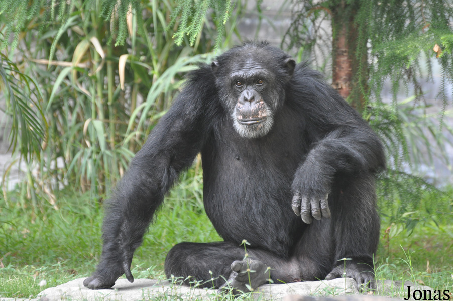 Pan troglodytes