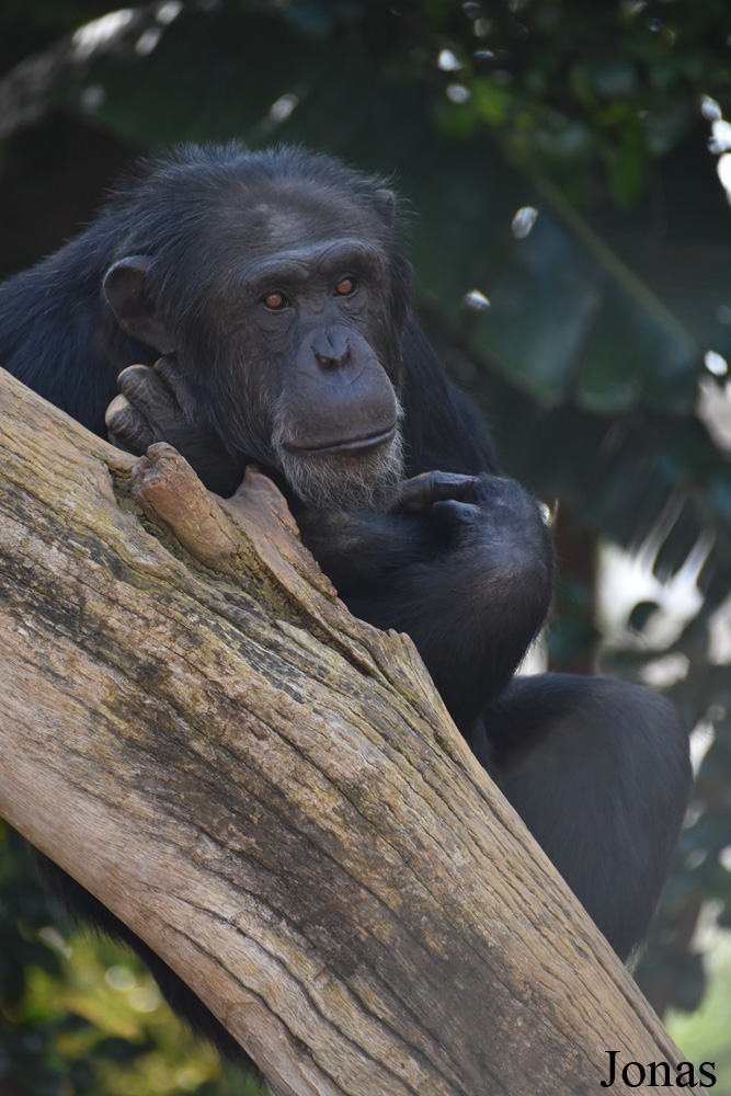 Pan troglodytes verus
