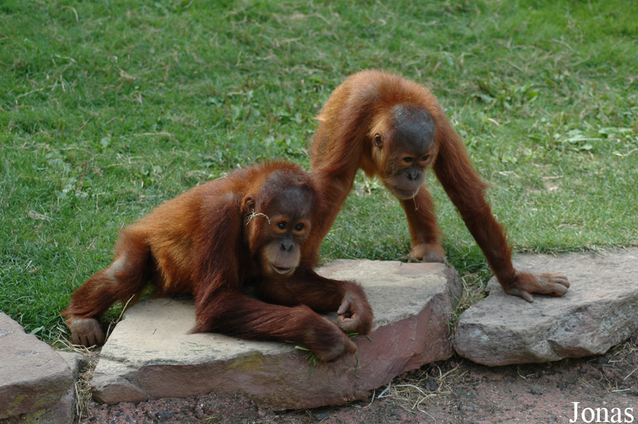 Pongo abelii