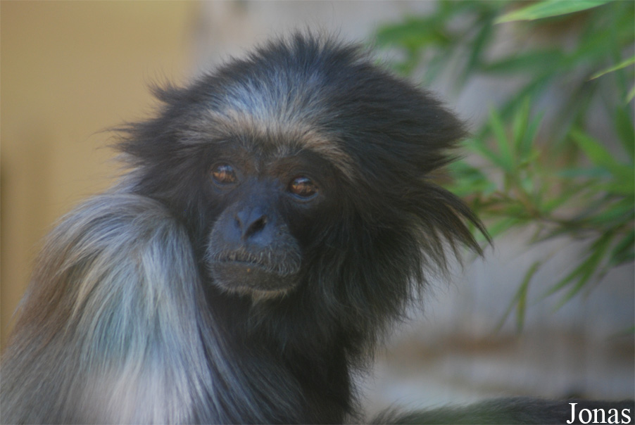 Hylobates muelleri abbotti