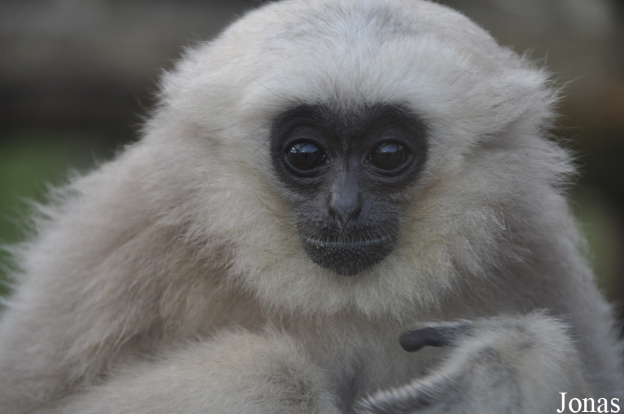 Hylobates pileatus