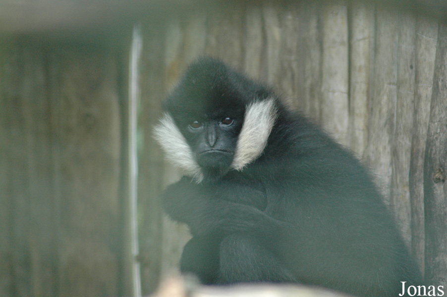 Nomascus leucogenys