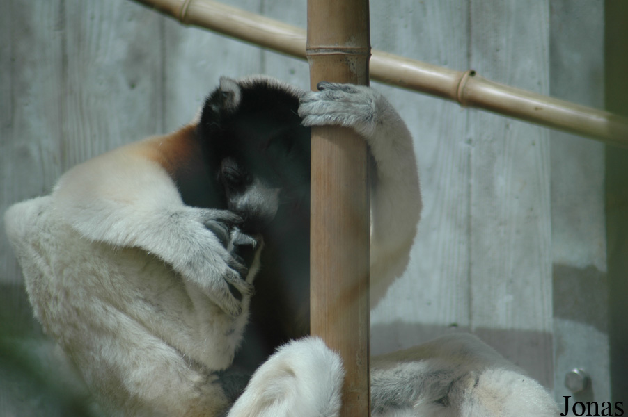 Propithecus coronatus
