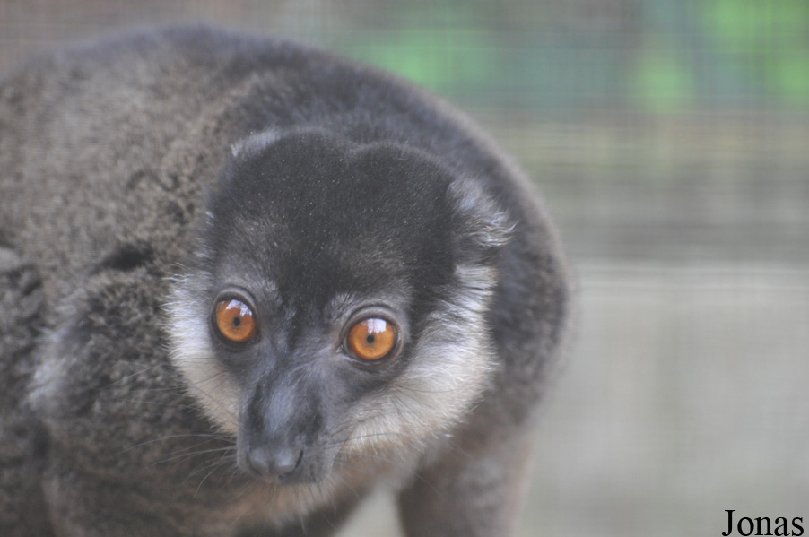Eulemur cinereiceps