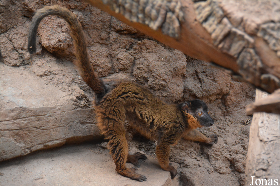 Eulemur collaris