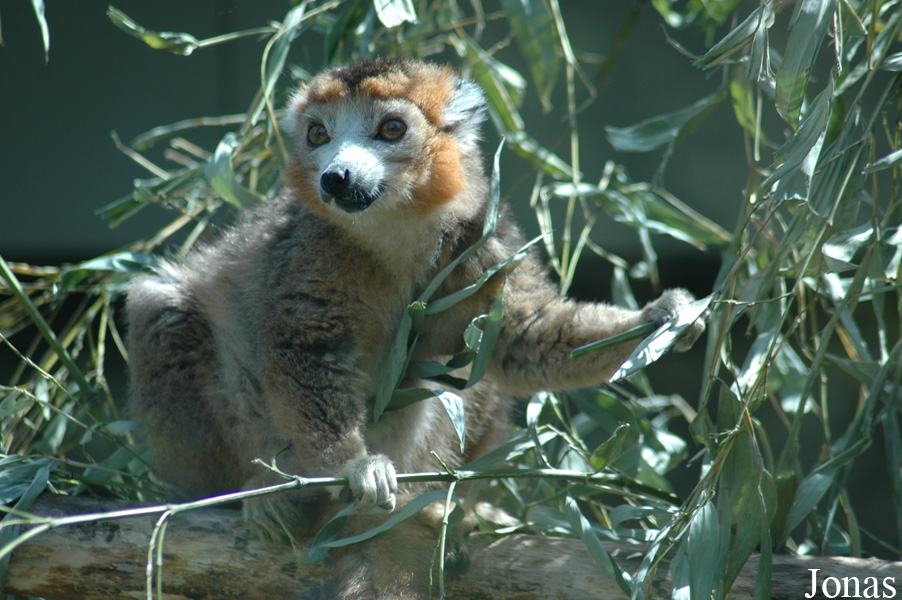 Eulemur coronatus