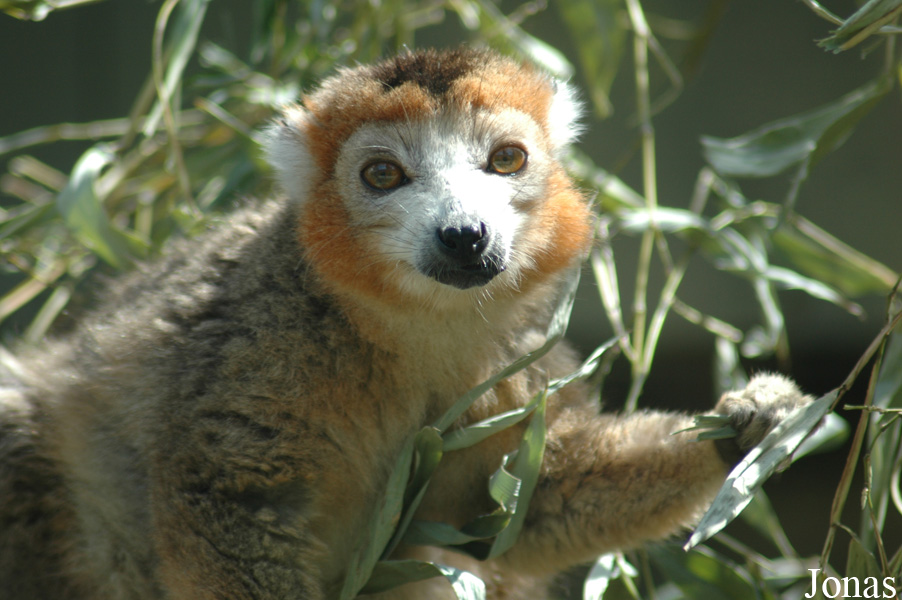 Eulemur coronatus