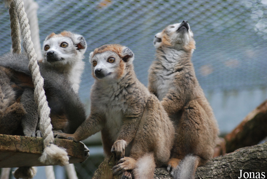Eulemur coronatus