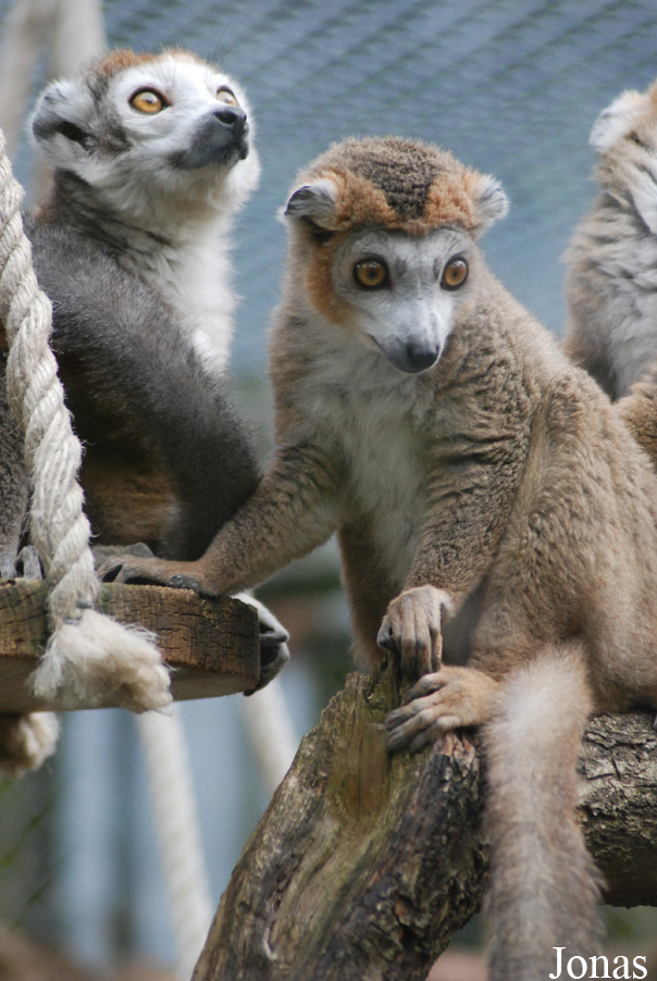 Eulemur coronatus