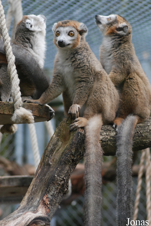 Eulemur coronatus