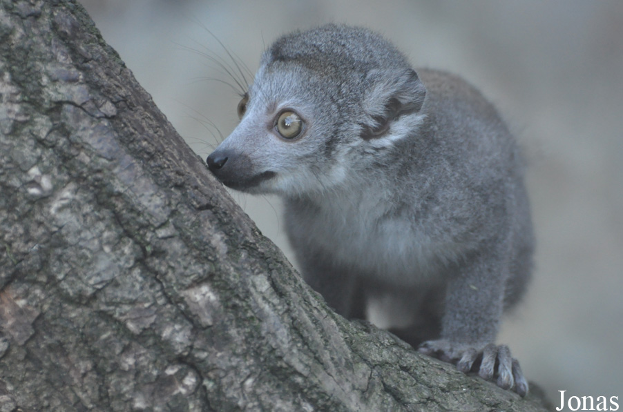 Eulemur coronatus