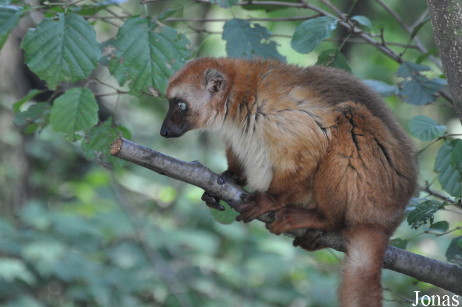 Eulemur flavifrons