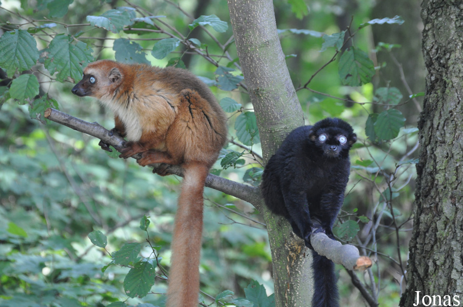 Eulemur flavifrons