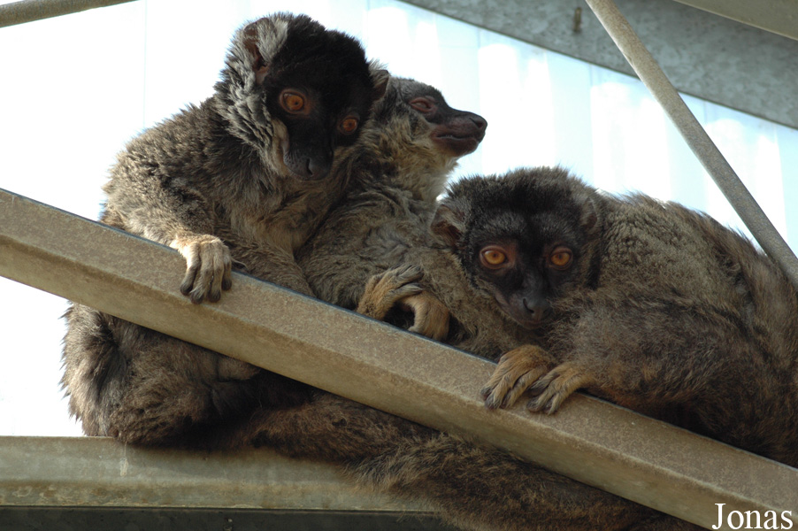 Eulemur fulvus