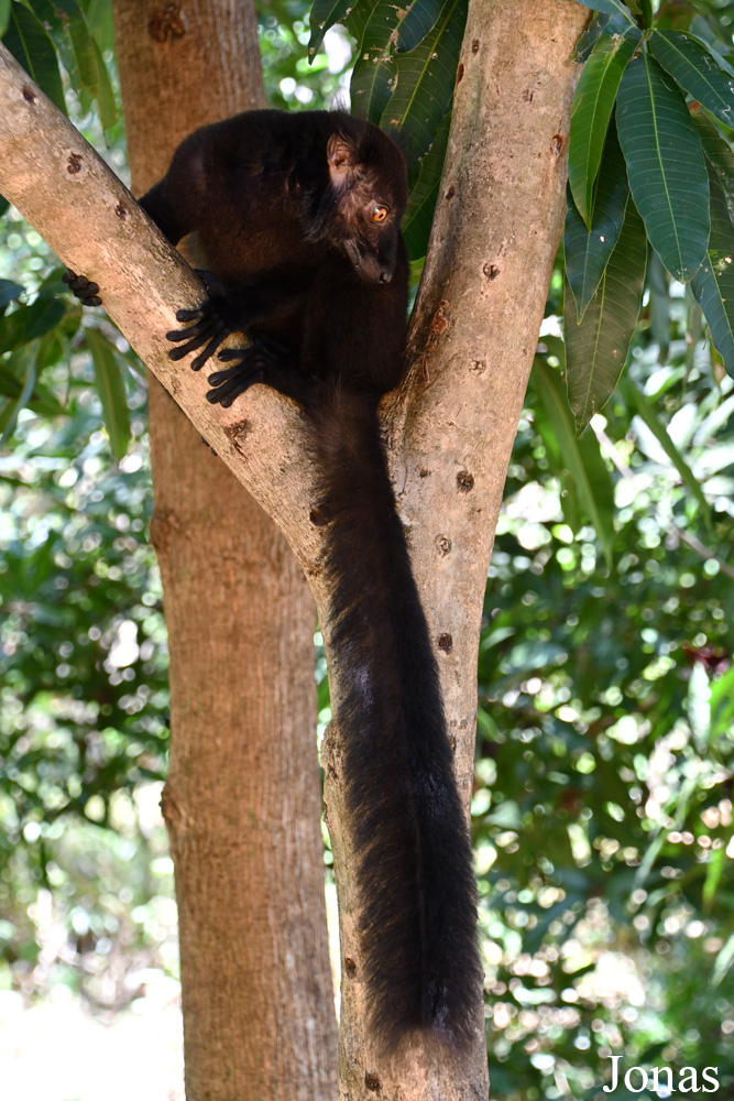 Biby Havantsika