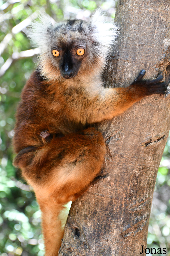 Biby Havantsika