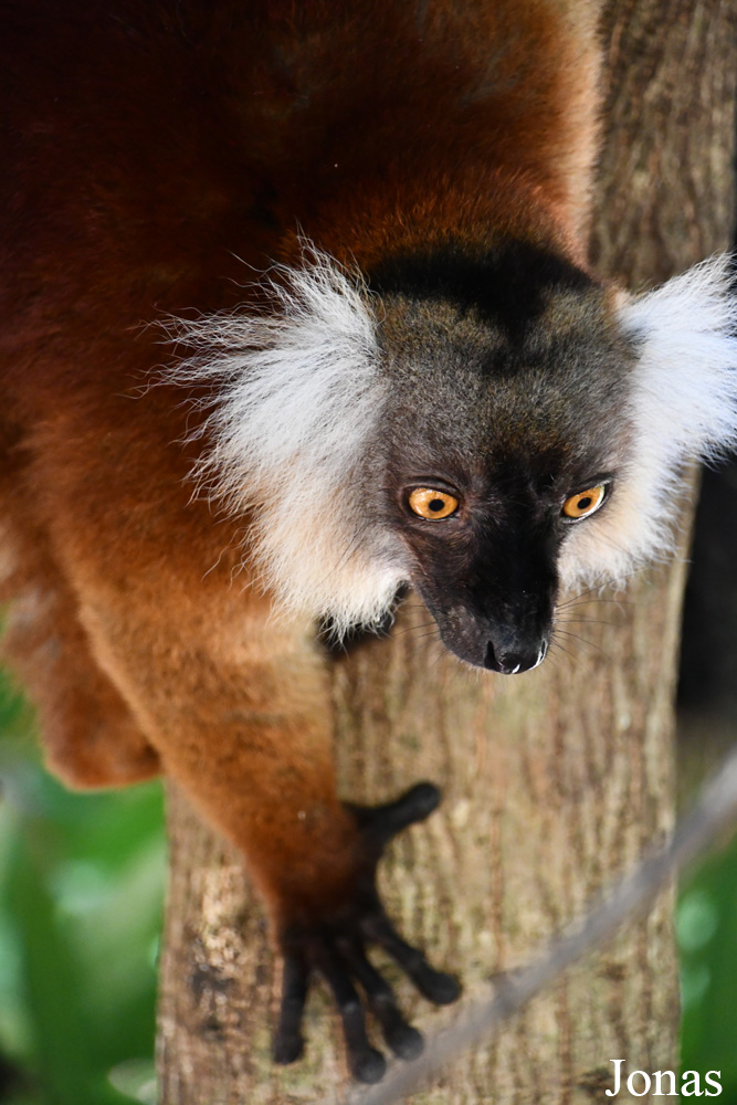 Biby Havantsika