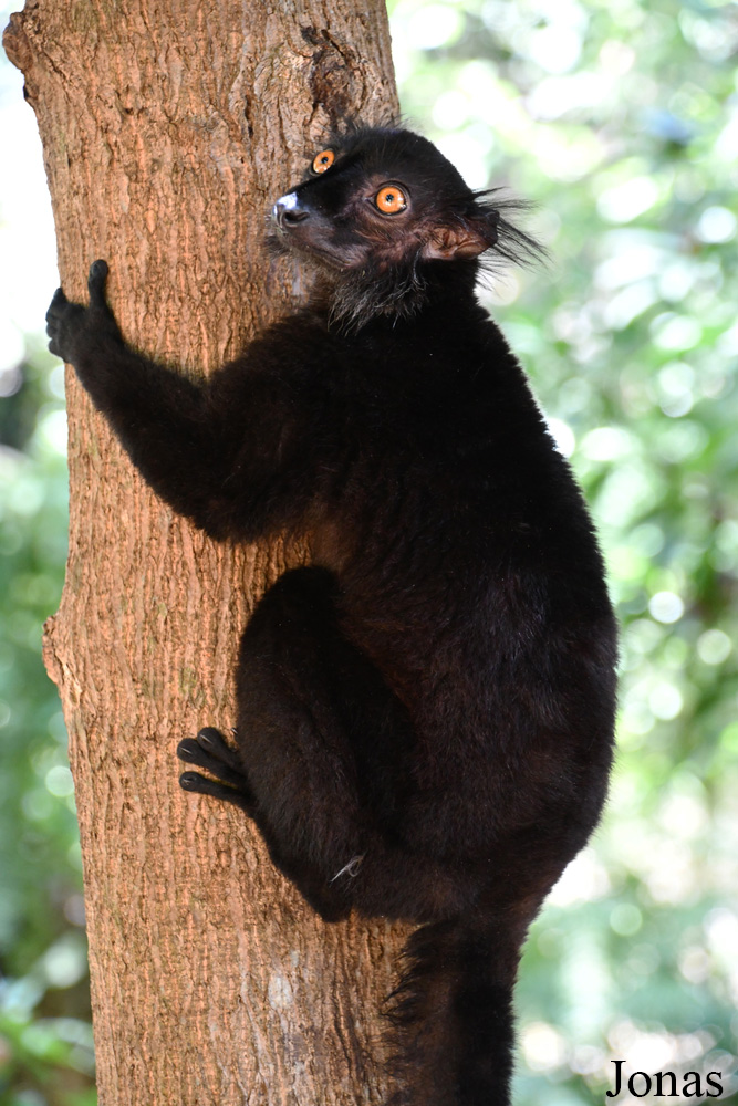 Biby Havantsika
