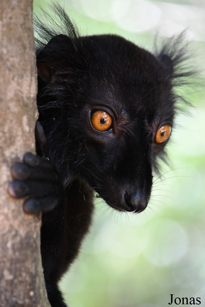 Biby Havantsika