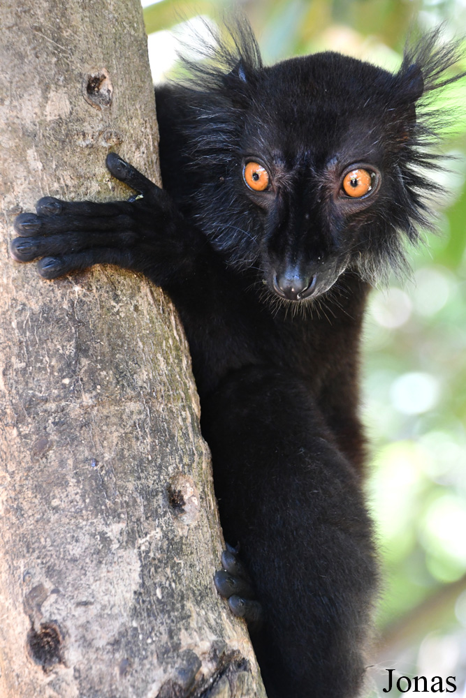 Biby Havantsika