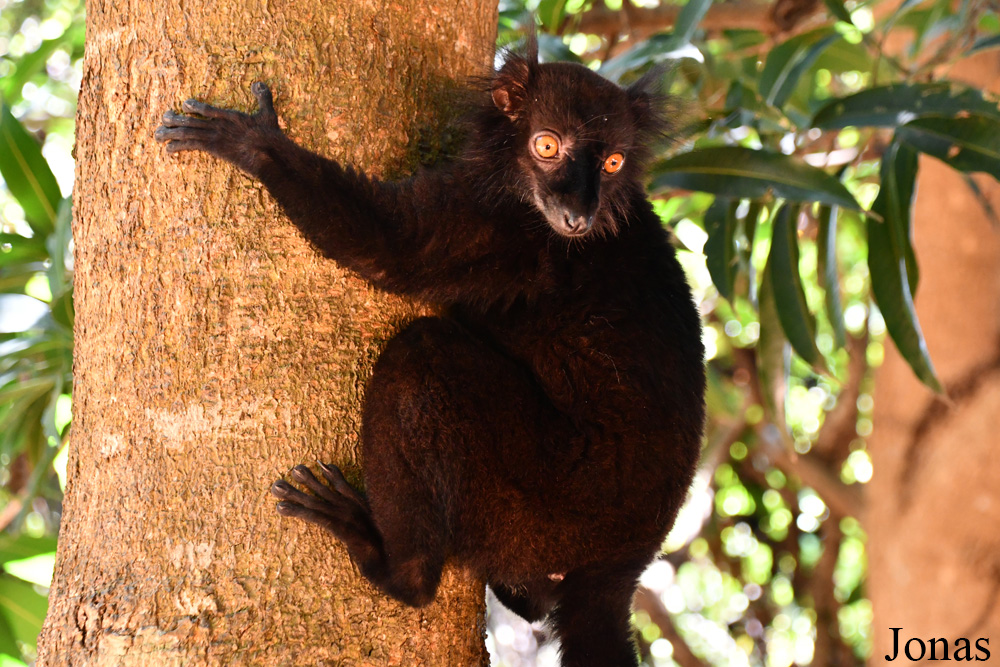 Biby Havantsika