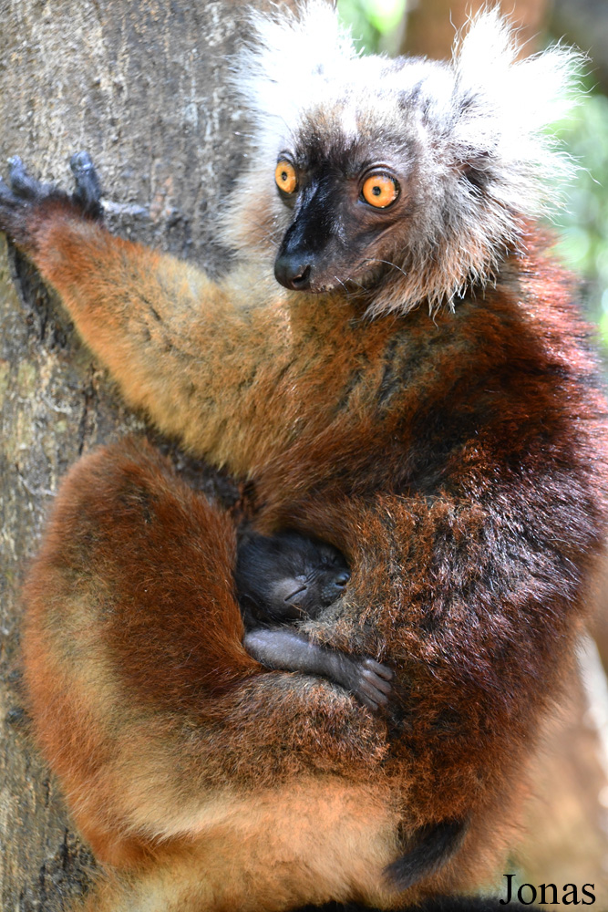 Biby Havantsika