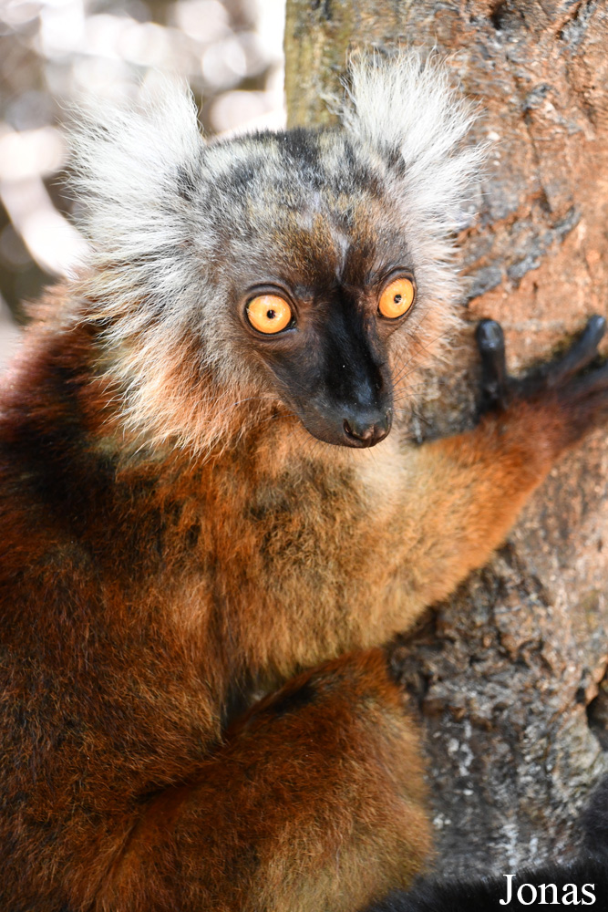Biby Havantsika
