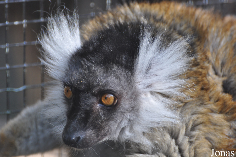 Eulemur macaco