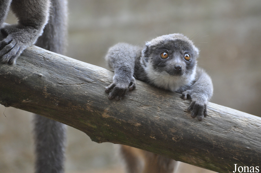 Eulemur mongoz
