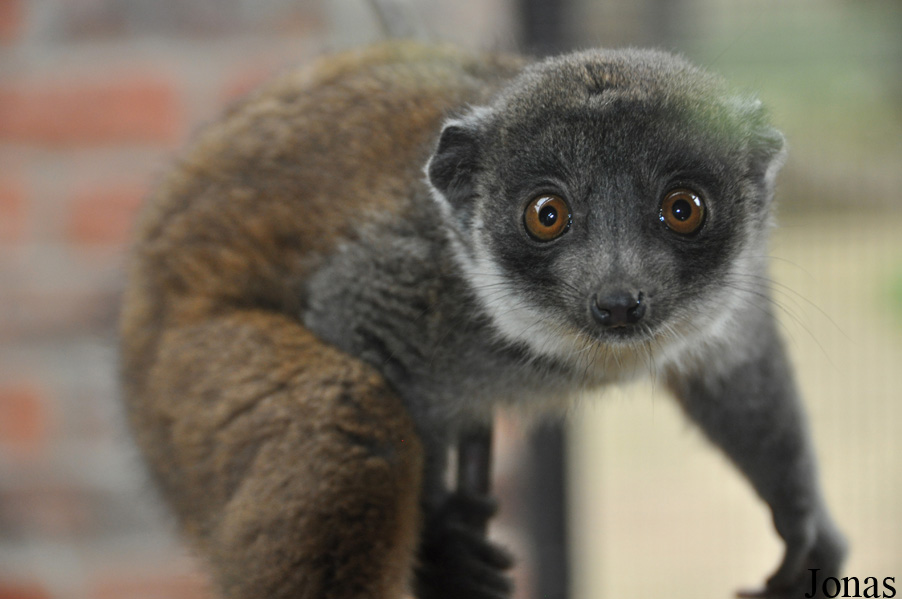 Eulemur mongoz