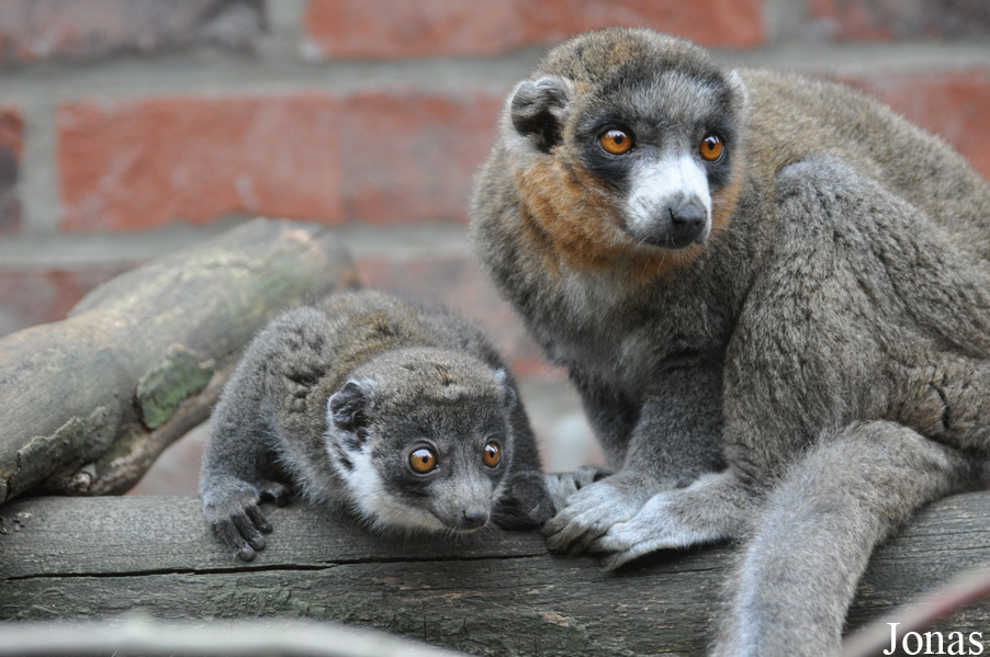 Eulemur mongoz