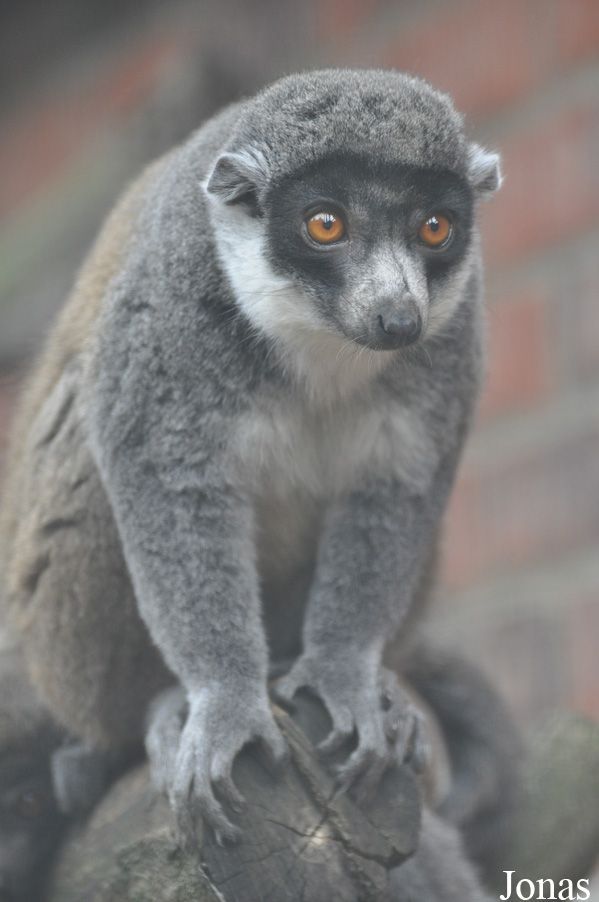 Eulemur mongoz
