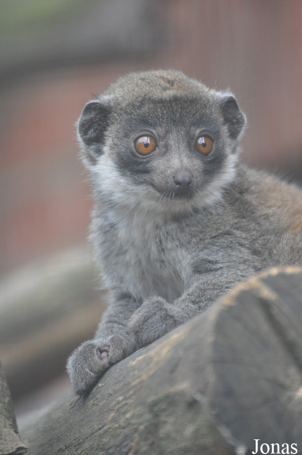 Eulemur mongoz