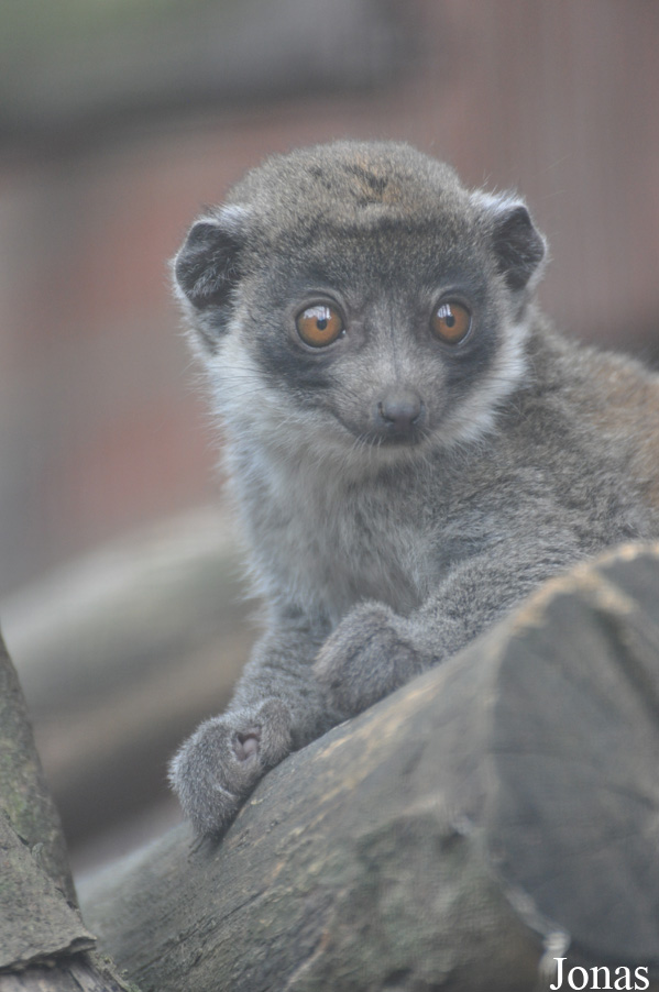 Eulemur mongoz
