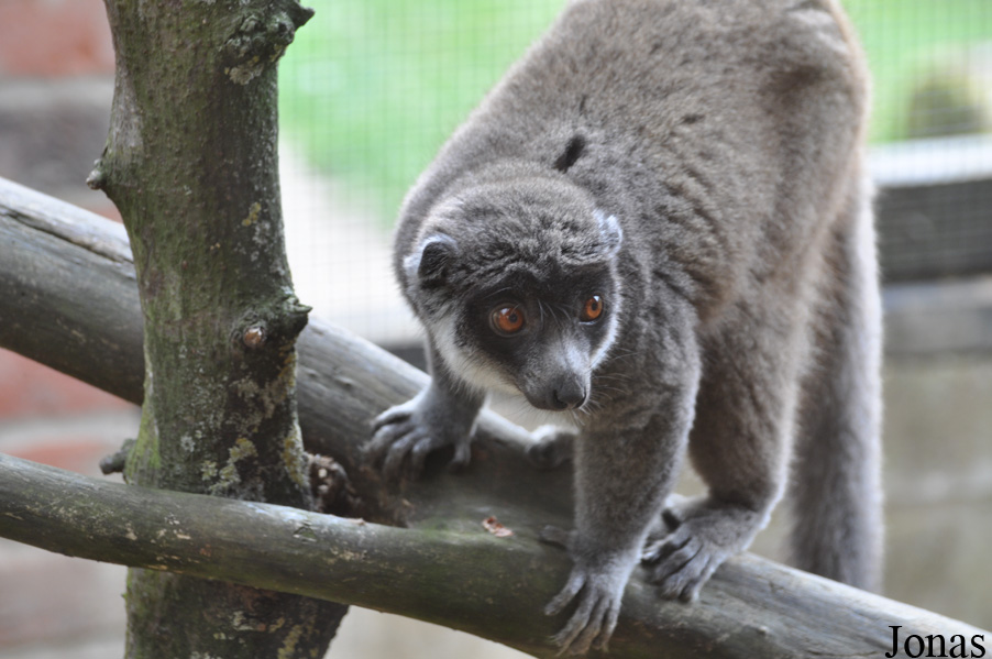 Eulemur mongoz