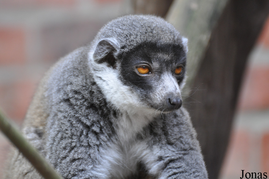 Eulemur mongoz