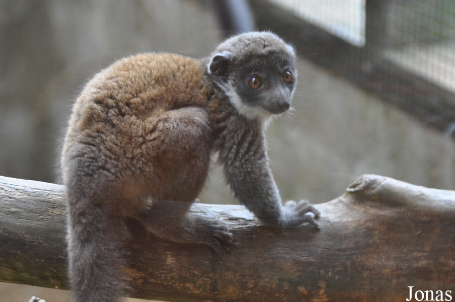 Eulemur mongoz