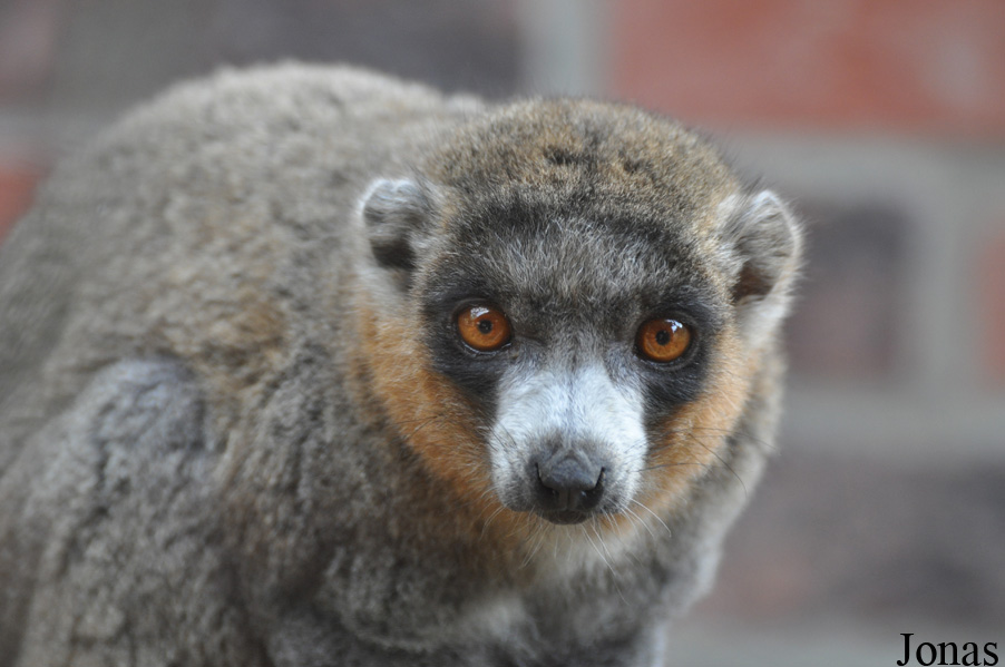 Eulemur mongoz