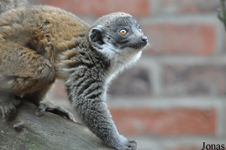 Eulemur mongoz