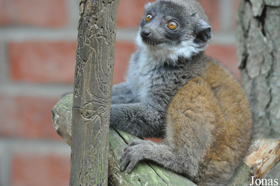 Eulemur mongoz