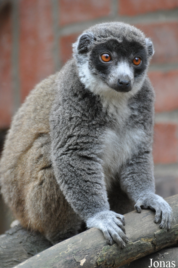 Eulemur mongoz