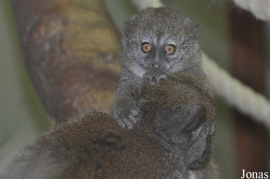 Hapalemur alaotrensis