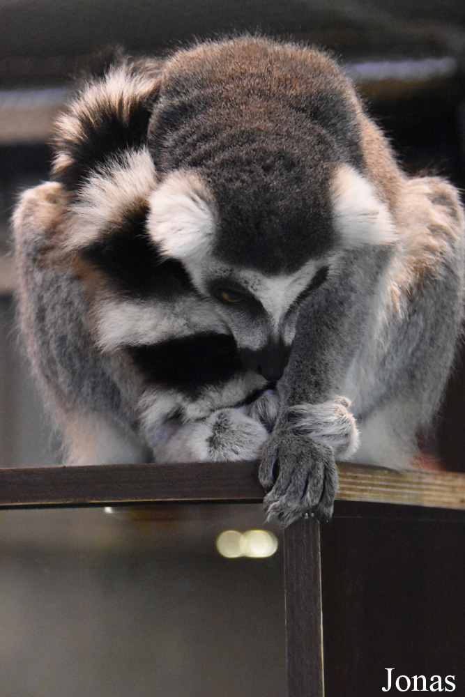 Lemur catta