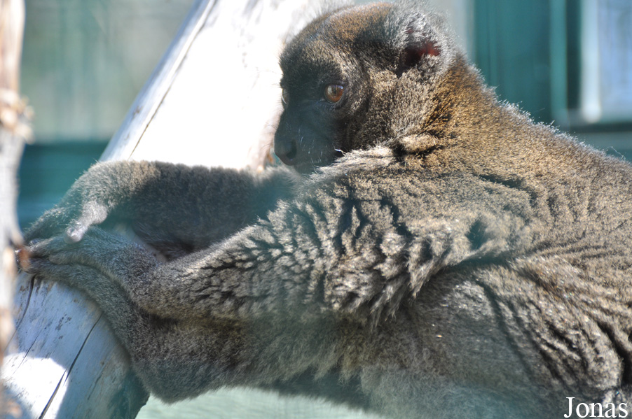 Prolemur simus