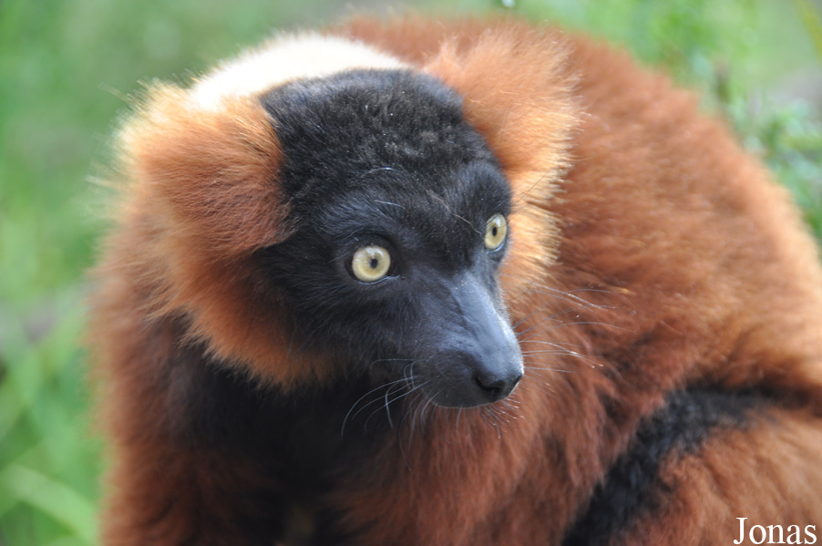 Varecia rubra