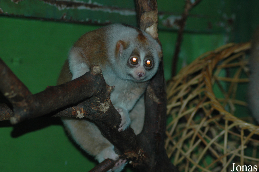 Nycticebus bengalensis